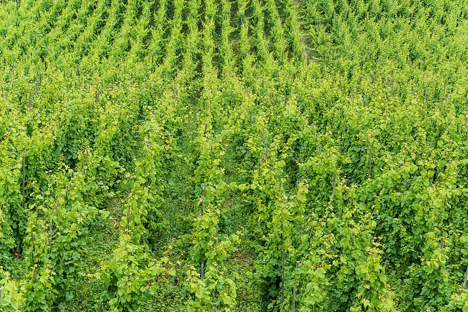 Stimmungsvolle Reiseansicht aus Mosel für Erlebnisreise Mosel mit dem Bus – Dauer & Komfort