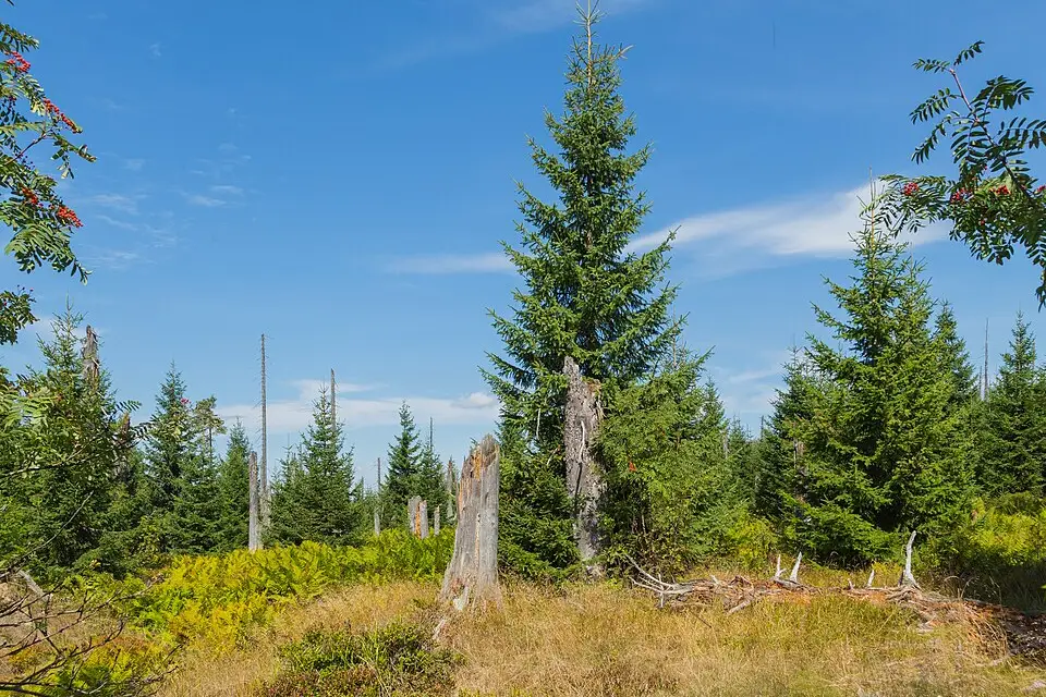 Authentischer Reisemoment in Bayerischen Wald – passend zu Busreise Bayerischer Wald im Frühling – Tipps zur Auswahl