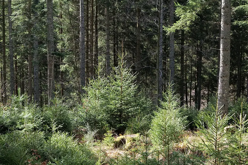 Landschaft und Sehenswürdigkeiten in Schwarzwald für Silvesterreise Schwarzwald mit dem Bus – ehrlich eingeordnet