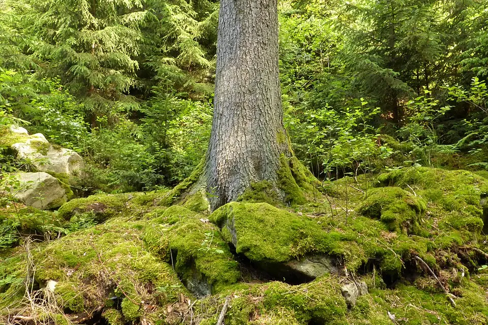 Authentischer Reisemoment in Bayerischen Wald – passend zu Kurzreise Bayerischer Wald mit dem Bus – Tipps zur Auswahl