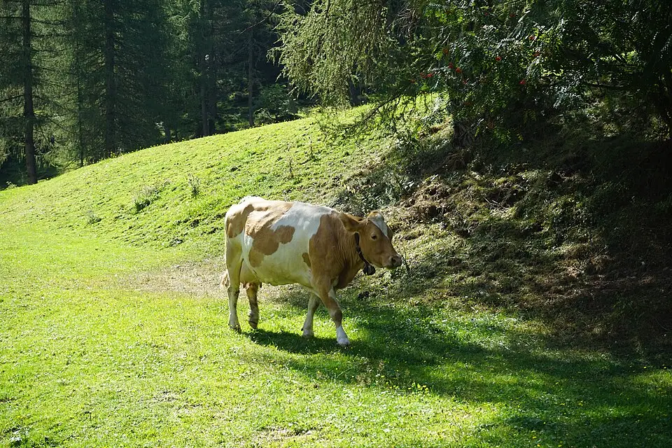 Authentischer Reisemoment in Tirol – passend zu Gruppenreise Tirol mit dem Bus – Reiseguide