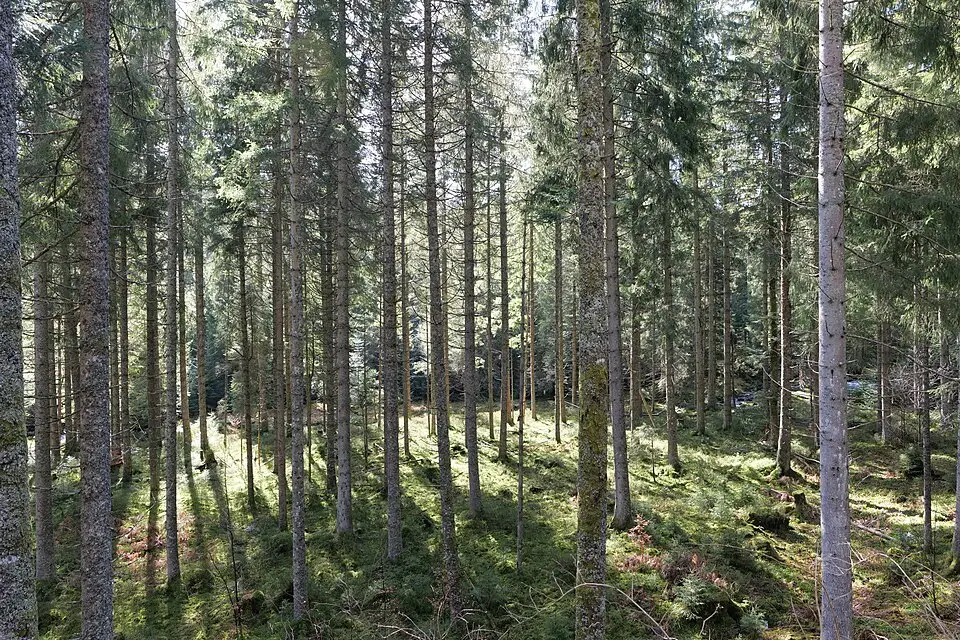 Authentischer Reisemoment in Schwarzwald – passend zu Standortreise Schwarzwald mit dem Bus – ehrlich eingeordnet