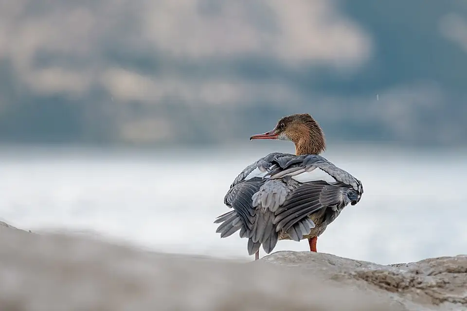 Authentischer Reisemoment in Gardasee – passend zu Busreise Gardasee mit 4-Sterne-Hotel – Reisecheck
