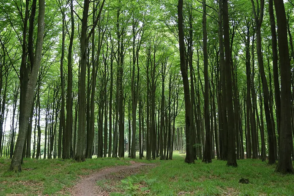 Landschaft und Sehenswürdigkeiten in Rügen für Busreise Rügen – ehrlich eingeordnet