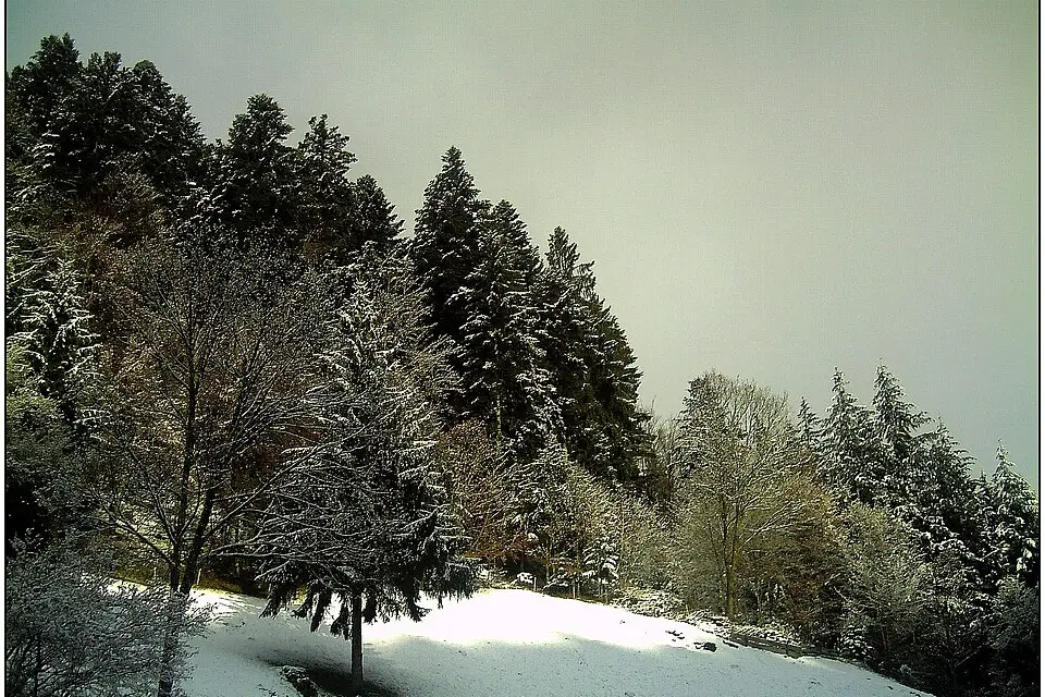 Authentischer Reisemoment in Schwarzwald – passend zu Busreise Schwarzwald mit Halbpension – Dauer & Komfort