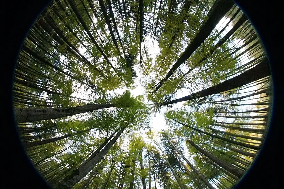 Stimmungsvolle Reiseansicht aus Bayerischen Wald für Busreise Bayerischer Wald ab Berlin – ehrlich eingeordnet