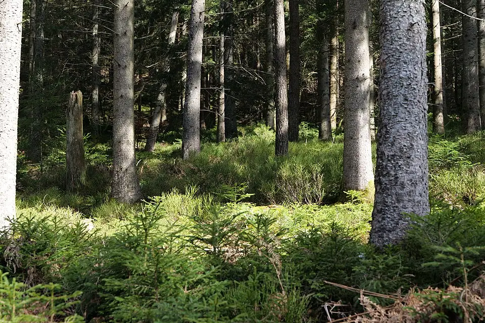 Authentischer Reisemoment in Schwarzwald – passend zu Singlereise Schwarzwald mit dem Bus – Tipps zur Auswahl