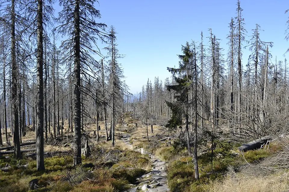 Landschaft und Sehenswürdigkeiten in Bayerischen Wald für Busreise Bayerischer Wald ab Frankfurt – ehrlich eingeordnet