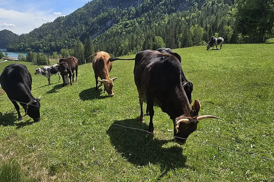 Stimmungsvolle Reiseansicht aus Tirol für Standortreise Tirol mit dem Bus – Tipps zur Auswahl
