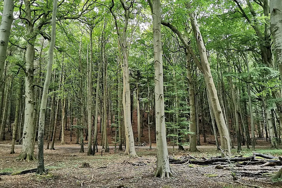 Authentischer Reisemoment in Rügen – passend zu Naturreise Rügen mit dem Bus – Route & Leistungen