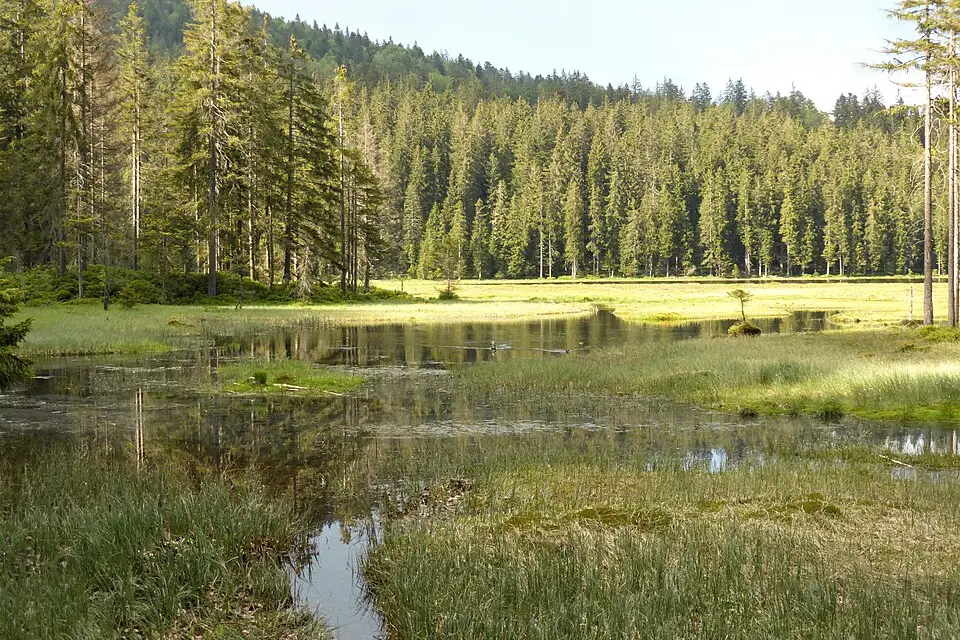 Authentischer Reisemoment in Bayerischen Wald – passend zu Busreise Bayerischer Wald im Sommer – ehrlich eingeordnet