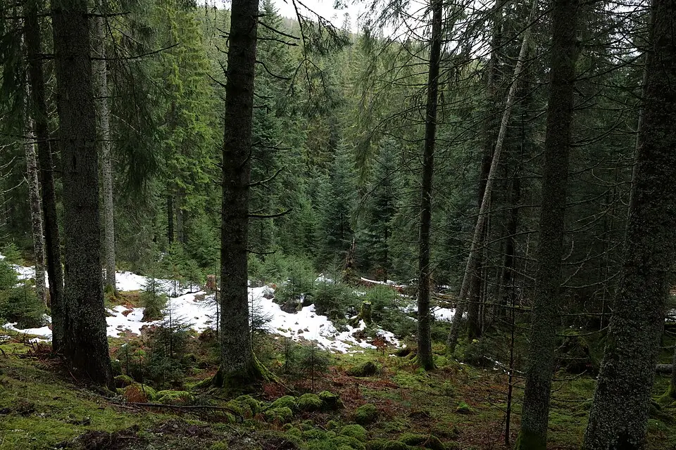 Stimmungsvolle Reiseansicht aus Schwarzwald für Adventsreise Schwarzwald mit dem Bus – Reiseguide