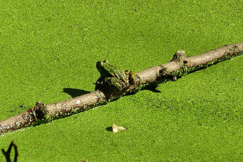 Authentischer Reisemoment in Mecklenburgischen Seenplatte – passend zu Naturreise Mecklenburgische Seenplatte mit dem Bus – Reiseguide