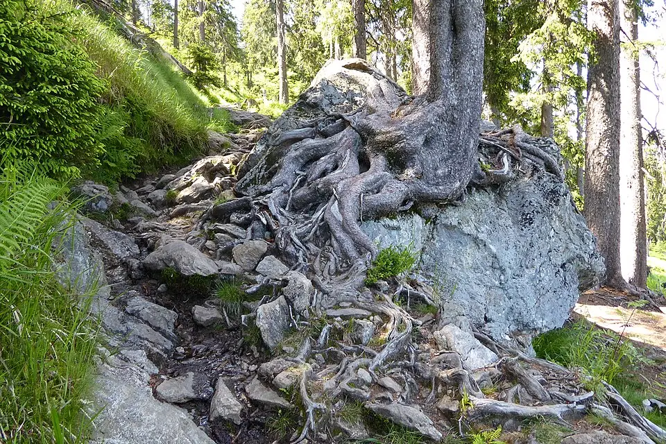 Stimmungsvolle Reiseansicht aus Bayerischen Wald für Busreise Bayerischer Wald für Senioren – Tipps zur Auswahl