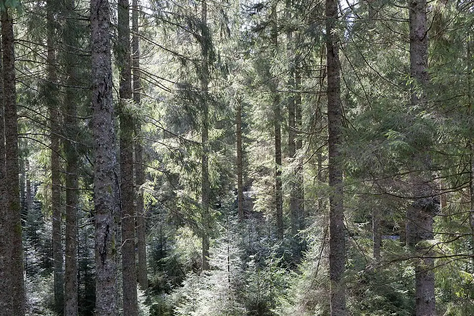 Stimmungsvolle Reiseansicht aus Schwarzwald für Busreise Schwarzwald im Sommer – Dauer & Komfort
