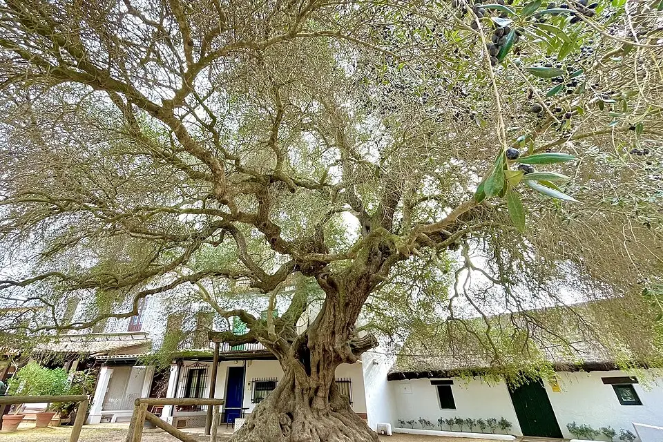 Authentischer Reisemoment in Andalusien – passend zu Singlereise Andalusien mit dem Bus – ehrlich eingeordnet