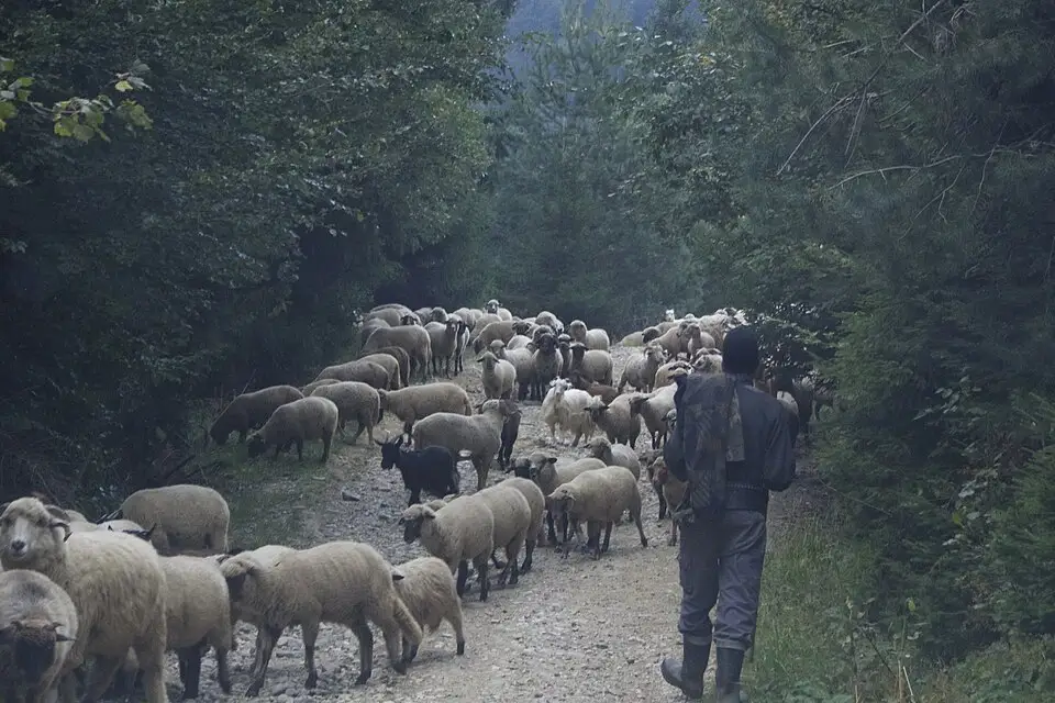 Authentischer Reisemoment in Siebenbuergen – passend zu Adventsreise Siebenbürgen mit dem Bus – ehrlich eingeordnet