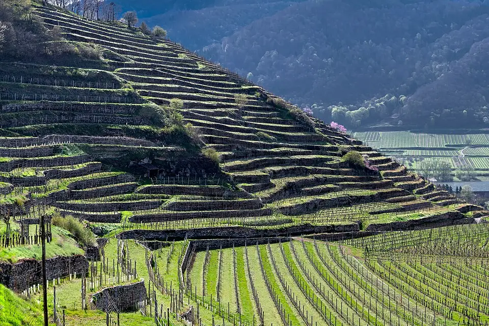 Authentischer Reisemoment in Wachau – passend zu Gruppenreise Wachau mit dem Bus – ehrlich eingeordnet