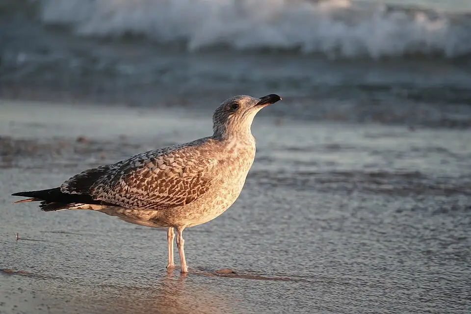 Stimmungsvolle Reiseansicht aus Ostsee für Rundreise Ostsee mit dem Bus – Reiseguide