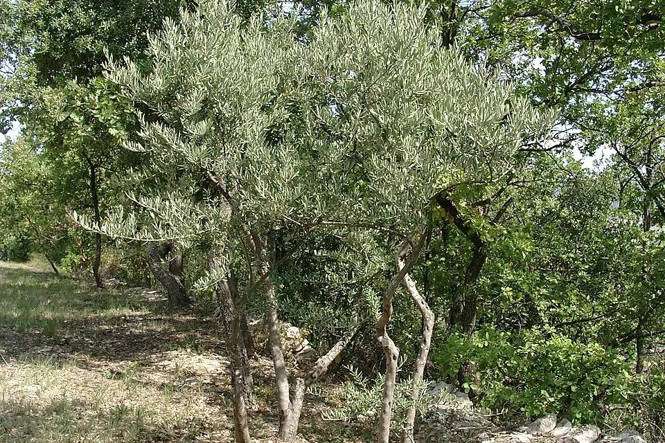Authentischer Reisemoment in Provence – passend zu Busreise Provence im Sommer – Reisecheck