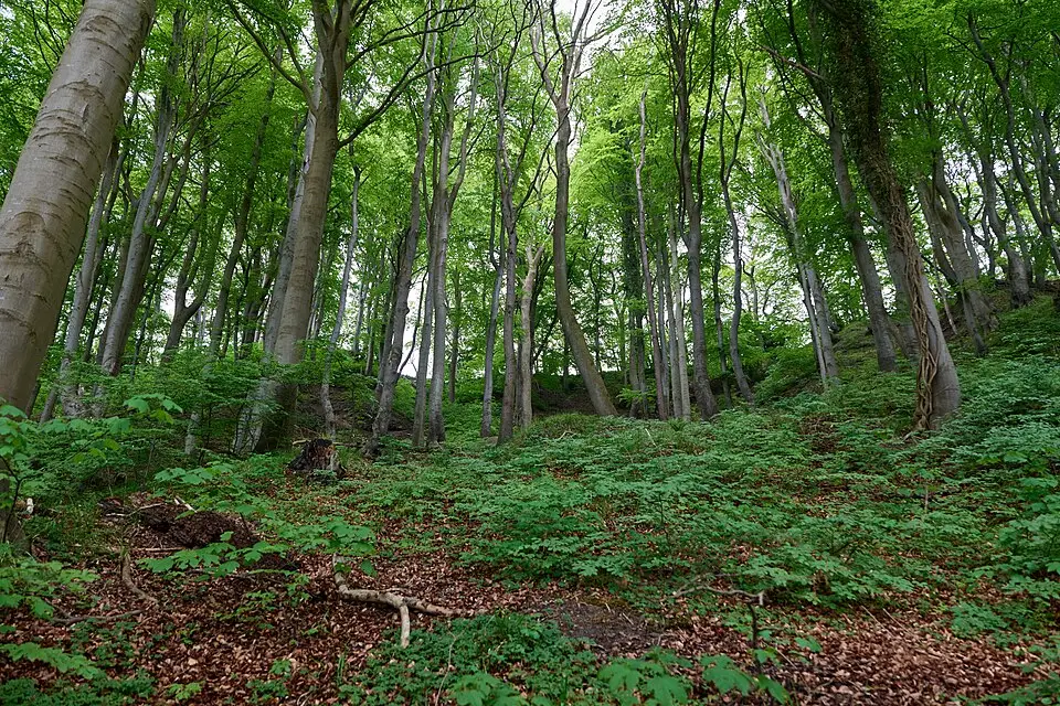 Landschaft und Sehenswürdigkeiten in Rügen für Rundreise Rügen mit dem Bus – Route & Leistungen