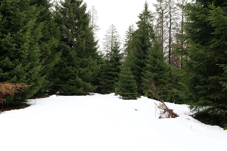 Landschaft und Sehenswürdigkeiten in Schwarzwald für Busreise Schwarzwald ab Hamburg – Reisecheck