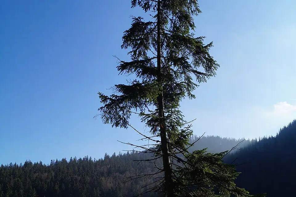 Stimmungsvolle Reiseansicht aus Bayerischen Wald für Busreise Bayerischer Wald 7 Tage – Reiseguide