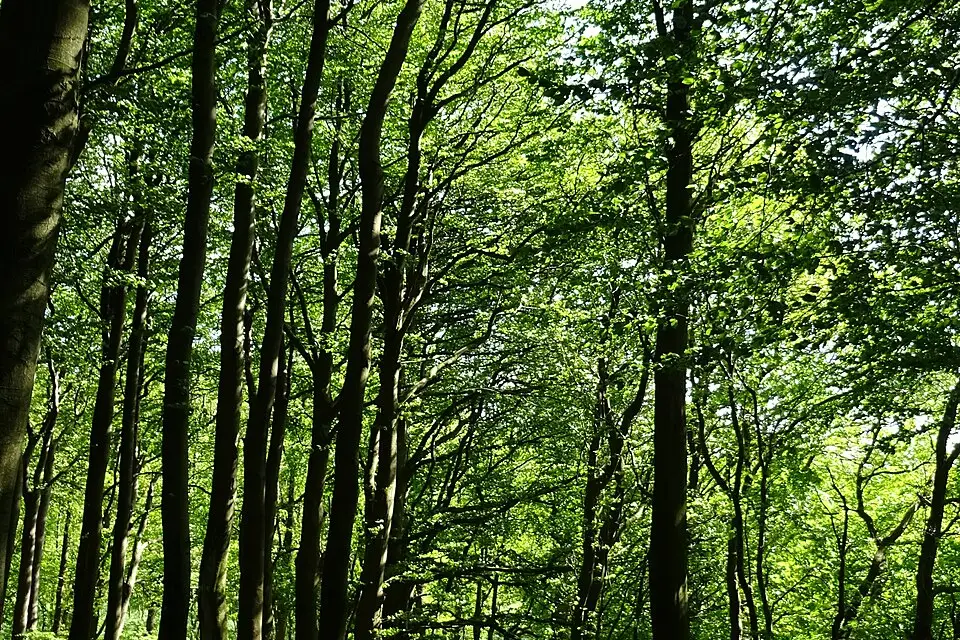 Landschaft und Sehenswürdigkeiten in Rügen für Erlebnisreise Rügen mit dem Bus – Route & Leistungen