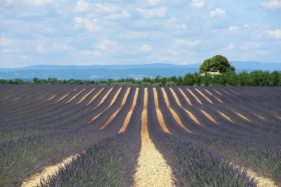 Authentischer Reisemoment in Provence – passend zu Busreise Provence mit wenig Gehstrecke – Route & Leistungen