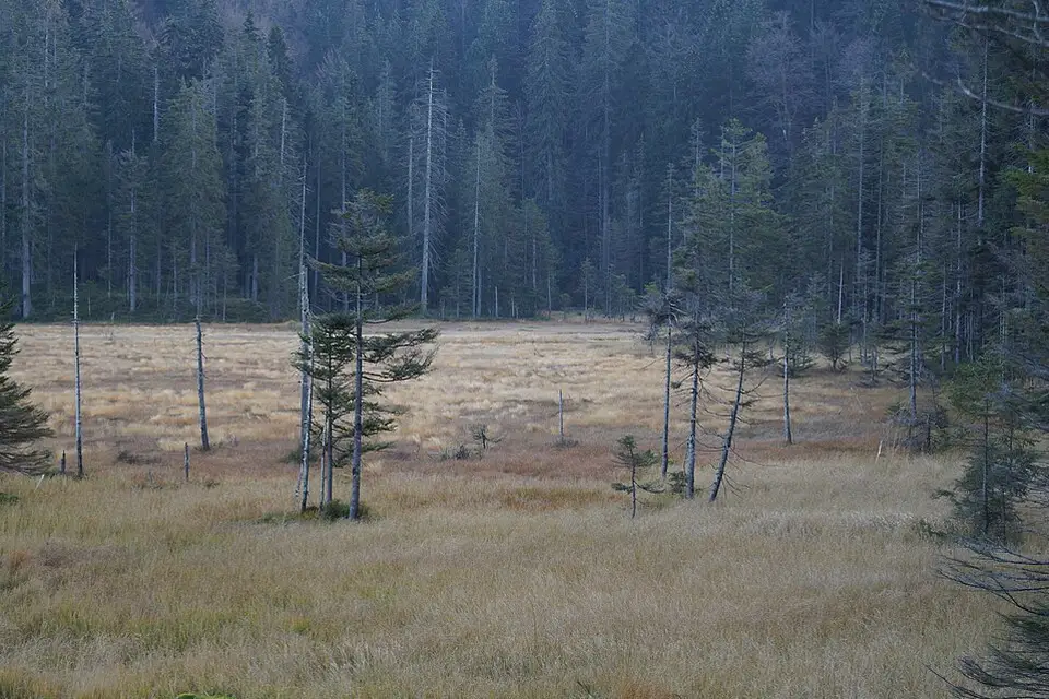 Authentischer Reisemoment in Bayerischen Wald – passend zu Silvesterreise Bayerischer Wald mit dem Bus – ehrlich eingeordnet