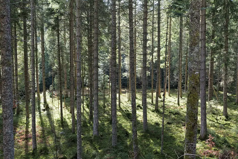 Stimmungsvolle Reiseansicht aus Schwarzwald für Standortreise Schwarzwald mit dem Bus – ehrlich eingeordnet