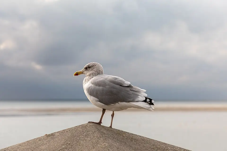Stimmungsvolle Reiseansicht aus Nordsee für Busreise Nordsee für Senioren mit Haustürabholung – Reisecheck