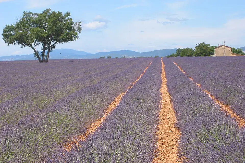 Stimmungsvolle Reiseansicht aus Provence für Busreise Provence mit 4-Sterne-Hotel – Tipps zur Auswahl