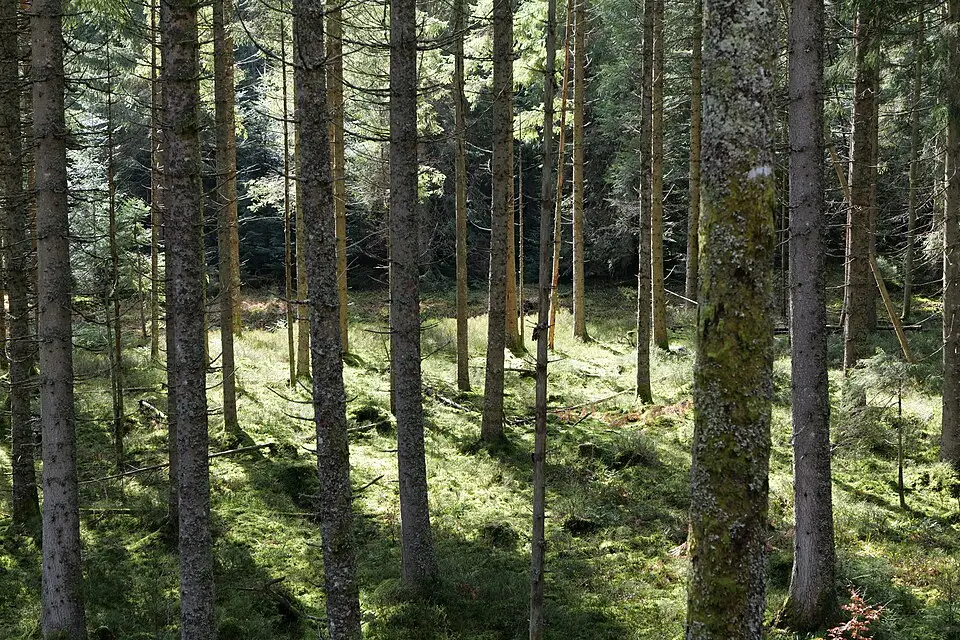 Landschaft und Sehenswürdigkeiten in Schwarzwald für Standortreise Schwarzwald mit dem Bus – ehrlich eingeordnet