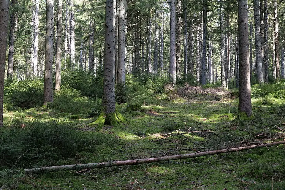 Landschaft und Sehenswürdigkeiten in Schwarzwald für Busreise Schwarzwald 7 Tage – Reiseguide