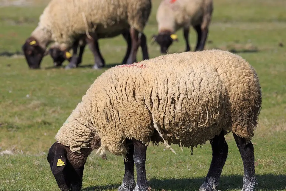 Stimmungsvolle Reiseansicht aus Normandie für Busreise Normandie mit Schifffahrt – Tipps zur Auswahl