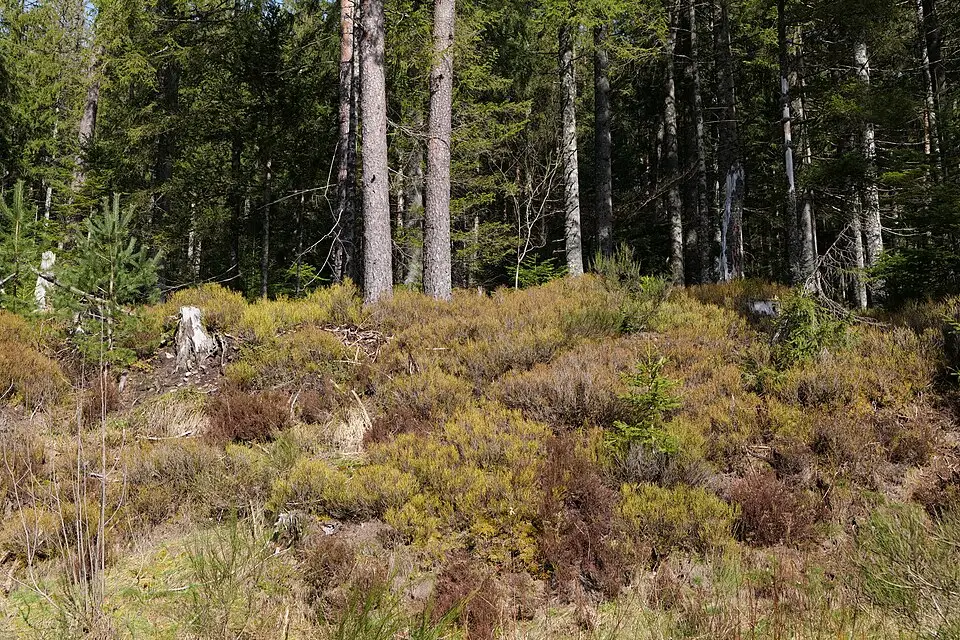 Landschaft und Sehenswürdigkeiten in Schwarzwald für Busreise Schwarzwald im Sommer – Dauer & Komfort