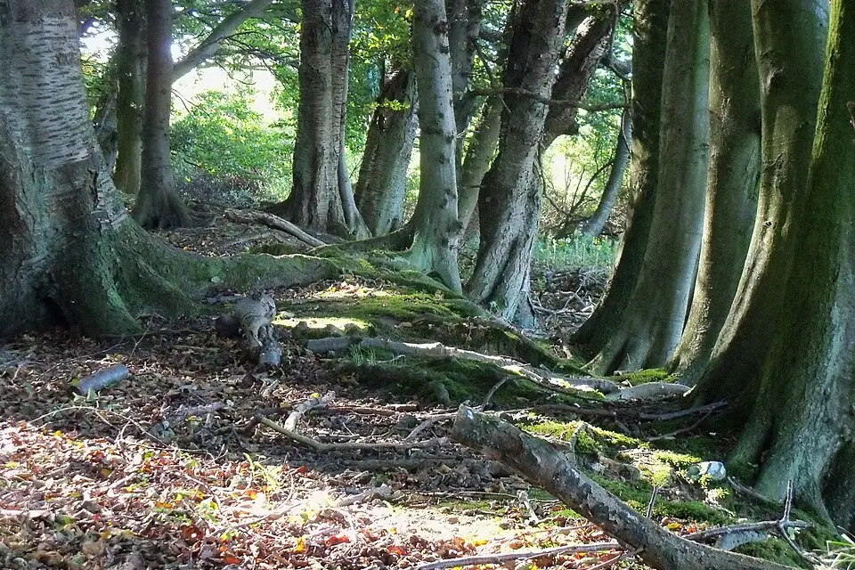 Authentischer Reisemoment in Rügen – passend zu Erlebnisreise Rügen mit dem Bus – Route & Leistungen