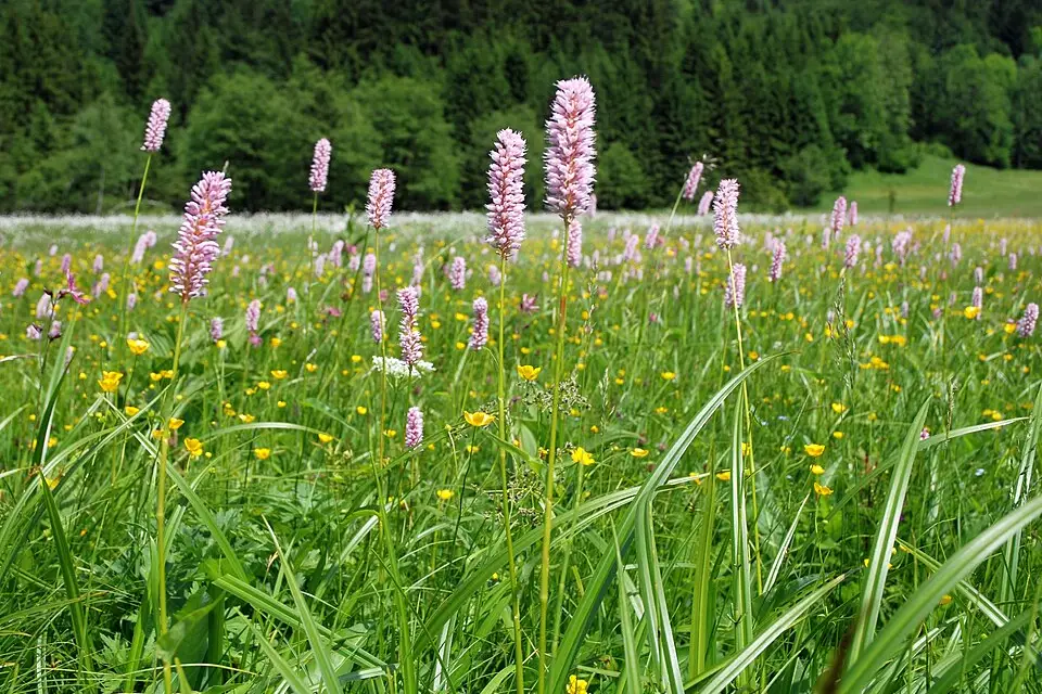 Landschaft und Sehenswürdigkeiten in Salzkammergut für Busreise Salzkammergut mit Rollator – Route & Leistungen