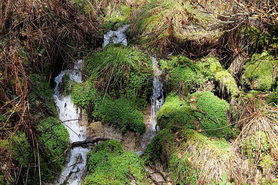 Stimmungsvolle Reiseansicht aus Schwarzwald für Vereinsreise Schwarzwald mit dem Bus – ehrlich eingeordnet