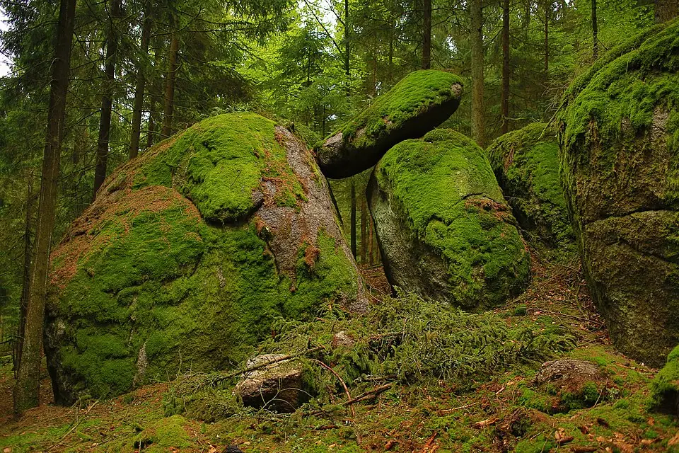 Stimmungsvolle Reiseansicht aus Bayerischen Wald für Busreise Bayerischer Wald ab München – Tipps zur Auswahl