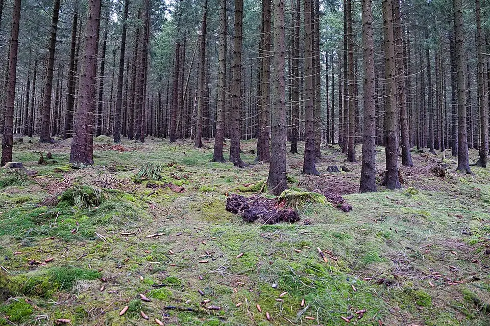 Authentischer Reisemoment in Harz – passend zu Busreise Harz mit Rollator – ehrlich eingeordnet