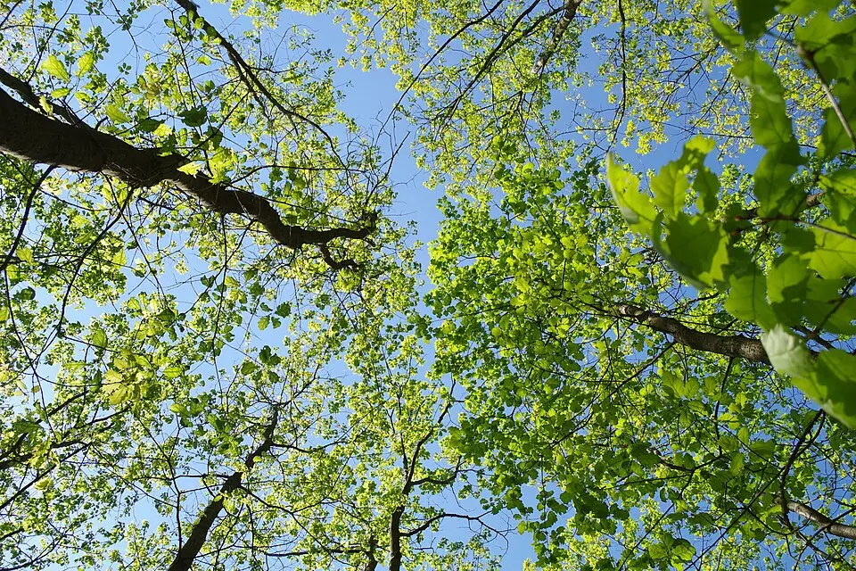 Landschaft und Sehenswürdigkeiten in Mecklenburgischen Seenplatte für Vereinsreise Mecklenburgische Seenplatte mit dem Bus – Reisecheck