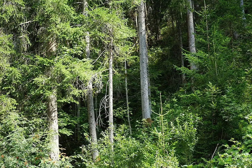 Authentischer Reisemoment in Tirol – passend zu Busreise Tirol im Frühling – Route & Leistungen
