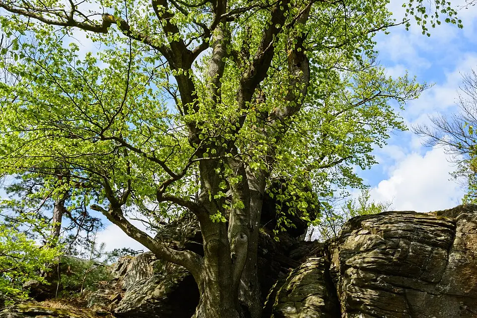 Authentischer Reisemoment in Wachau – passend zu Kurzreise Wachau mit dem Bus – Route & Leistungen