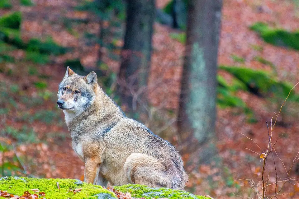 Landschaft und Sehenswürdigkeiten in Bayerischen Wald für Busreise Bayerischer Wald ab Stuttgart – Reiseguide