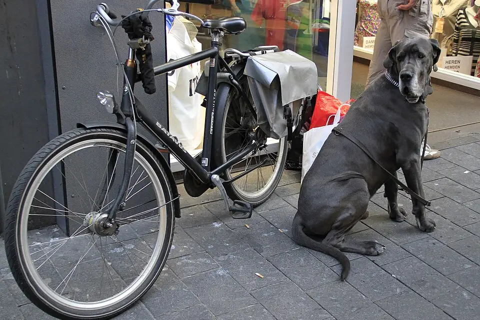 Stimmungsvolle Reiseansicht aus Amsterdam für Adventsreise Amsterdam mit dem Bus – Route & Leistungen