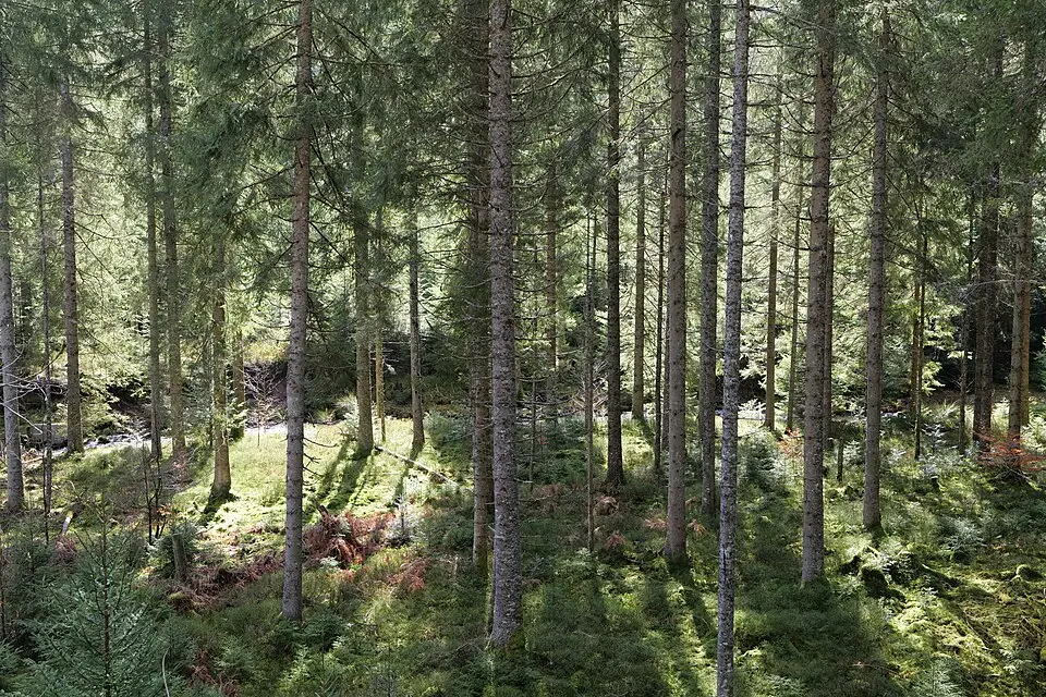 Authentischer Reisemoment in Schwarzwald – passend zu Vereinsreise Schwarzwald mit dem Bus – ehrlich eingeordnet