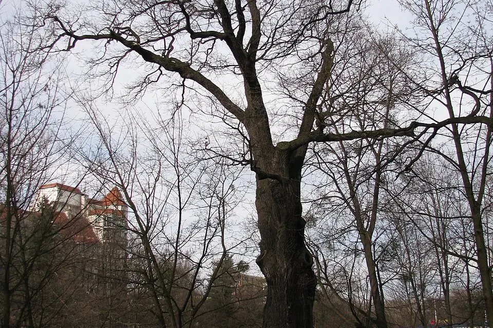 Stimmungsvolle Reiseansicht aus Breslau für Kulturreise Breslau mit dem Bus – Route & Leistungen