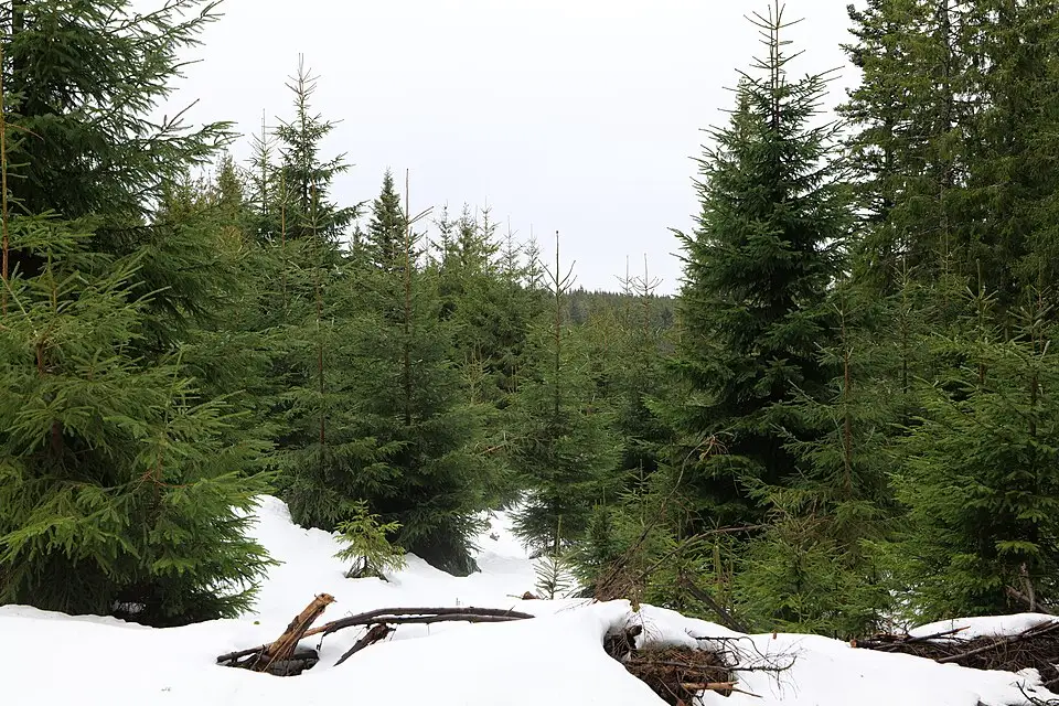 Landschaft und Sehenswürdigkeiten in Schwarzwald für Busreise Schwarzwald ab Frankfurt – Reisecheck